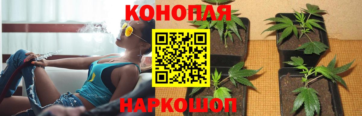 Бошки марихуана сатива Касимов